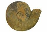 Iron Replaced Ammonite Fossil - Boulemane, Morocco #164481-1